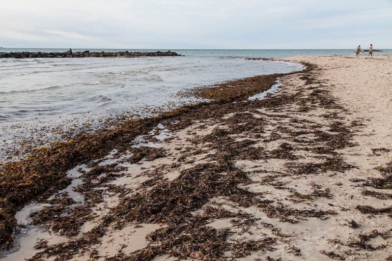 Miljøministeriet tester igen kysterne for PFAS