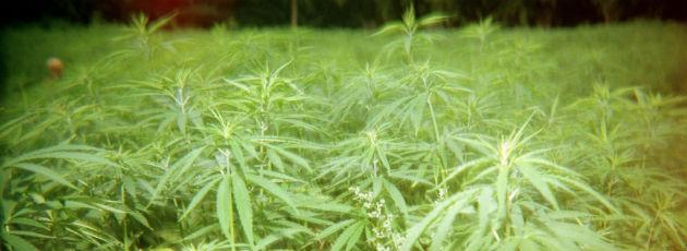 Alternativet foreslår småøer at producere cannabis